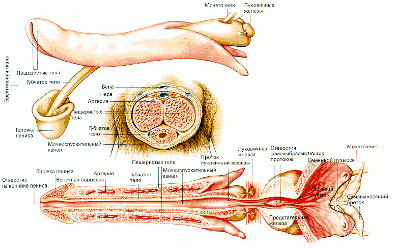 Claw.ru | Рефераты по сексологии | Половой член