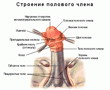 Claw.ru | Рефераты по сексологии | Половой член