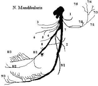 Claw.ru | Топики по английскому языку | Анатомічна будова: N.Trigeminus