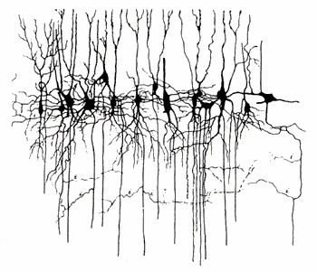 Claw.ru | Топики по английскому языку | Atmiņa, tās attīstīšana